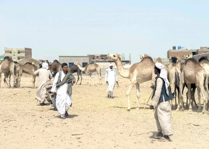 بعد التطبيع .. وسائل إعلام سودانية تروج كذبًا لاعتراف إسرائيل بسودانية حلايب وشلاتين