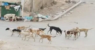 مصرع طفل نهشه كلب ضال وإصابة والدته في الإسكندرية