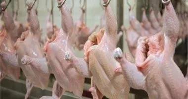 علشان الغلابة تاكل...الدواجن تُسجل أقل سعر لها في هذا العام  وبـ 19 جنيه وبس في المزرعة