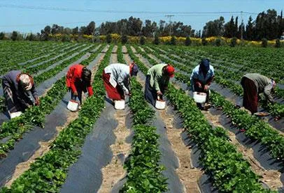 خافوا على بلدكوا بقا.. نقيب الزراعيين : خسرنا 1.2 فدان من أجود الأراضي الزراعية التي لا تُعوض