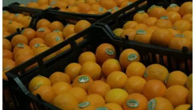 "بشرة خير"..  اليابان ترفع حظر دخول المنتجات الزراعية المصرية من الموالح لأسواقها