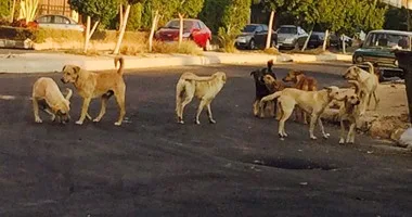هل تصدر مصر الكلاب الضالة لكوريا الشمالية؟.. قرار سياسي أم "بيزنس" بعد أزمة اللحوم