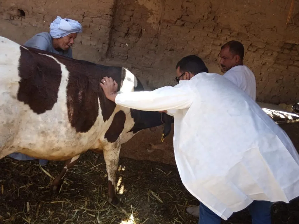 هنقضى عليها بدري.."الزراعة" زيارة أكثر من 27 ألف منزل لاكتشاف الأمراض الوبائية للماشية مبكرًا